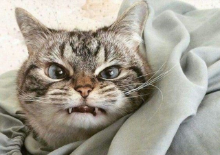 Illustration de l'article : 18 photos de chats &agrave; la posture intimidante mais qui n'en sont que plus adorables encore