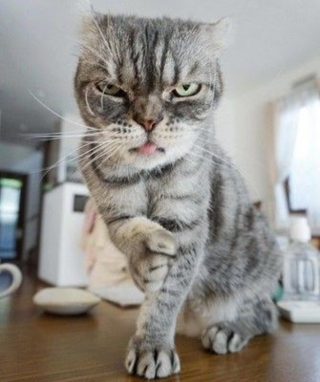 Illustration de l'article : 18 photos de chats &agrave; la posture intimidante mais qui n'en sont que plus adorables encore