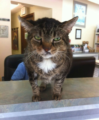 Illustration de l'article : 18 photos de chats &agrave; la posture intimidante mais qui n'en sont que plus adorables encore