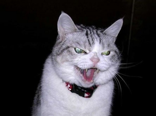 Illustration de l'article : 18 photos de chats &agrave; la posture intimidante mais qui n'en sont que plus adorables encore