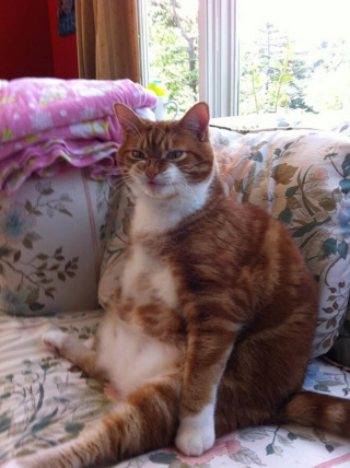 Illustration de l'article : 18 photos de chats à la posture intimidante mais qui n'en sont que plus adorables encore