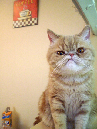 Illustration de l'article : 18 photos de chats à la posture intimidante mais qui n'en sont que plus adorables encore