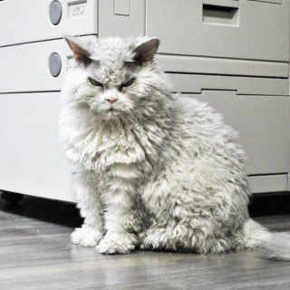Illustration de l'article : 18 photos de chats à la posture intimidante mais qui n'en sont que plus adorables encore