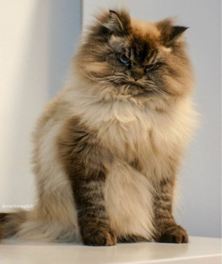 Illustration de l'article : 18 photos de chats à la posture intimidante mais qui n'en sont que plus adorables encore
