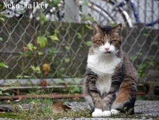 Illustration de l'article : 18 photos de chats à la posture intimidante mais qui n'en sont que plus adorables encore