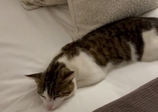 Illustration de l'article : Ils avaient besoin l'un de l'autre : l'émouvante rencontre entre un chat et une femme se recueillant sur la tombe de son père