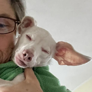 Illustration de l'article : Le sort d'un chien sourd, aveugle et aux allures de porcelet émeut une famille qui lui offre l'hospitalité