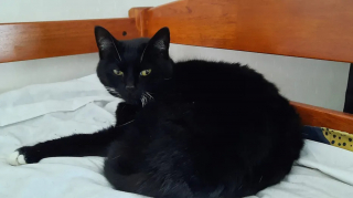 Illustration de l'article : Un chat attire sans le vouloir une otarie dans la maison de ses maîtres, déclenchant une scène surréaliste