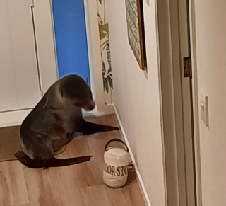 Illustration de l'article : Un chat attire sans le vouloir une otarie dans la maison de ses maîtres, déclenchant une scène surréaliste