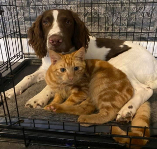 Illustration de l'article : Ce chien et son ami chat ne peuvent se passer l'un de l'autre et ont adopté un adorable rituel quotidien