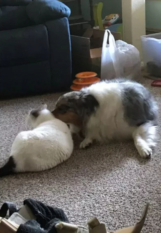 Illustration de l'article : Cette chatte est ravie de retrouver un ami canin, après avoir été séparée d’un chien lors du décès de son propriétaire