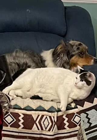 Illustration de l'article : Cette chatte est ravie de retrouver un ami canin, après avoir été séparée d’un chien lors du décès de son propriétaire