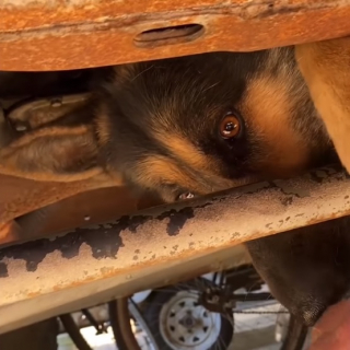Illustration de l'article : Le sauvetage impressionnant d’un Berger Allemand coincé sous un camion (vidéo)