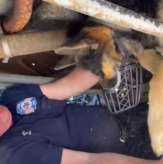 Illustration de l'article : Le sauvetage impressionnant d’un Berger Allemand coincé sous un camion (vidéo)