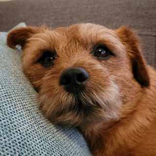 Illustration de l'article : 20 photos de chiens dont la petite taille est l'atout charme numéro un