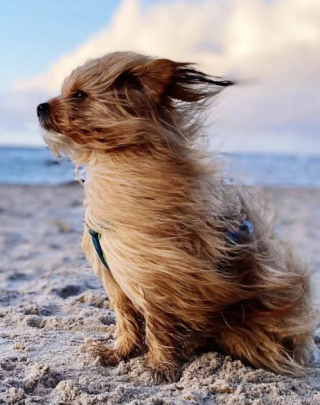 Illustration de l'article : 20 photos de chiens dont la petite taille est l'atout charme numéro un