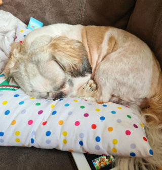 Illustration de l'article : 20 photos de chiens dont la petite taille est l'atout charme numéro un