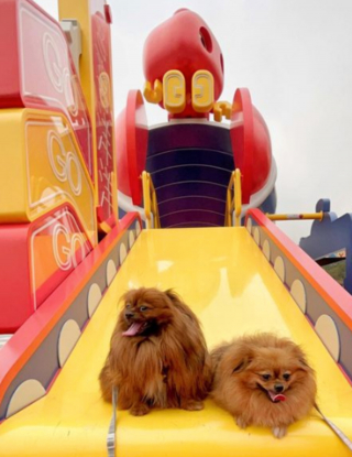 Illustration de l'article : 20 photos de chiens dont la petite taille est l'atout charme numéro un