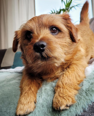 Illustration de l'article : 20 photos de chiens dont la petite taille est l'atout charme numéro un