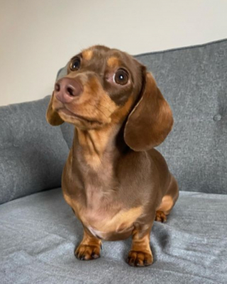 Illustration de l'article : 20 photos de chiens dont la petite taille est l'atout charme numéro un