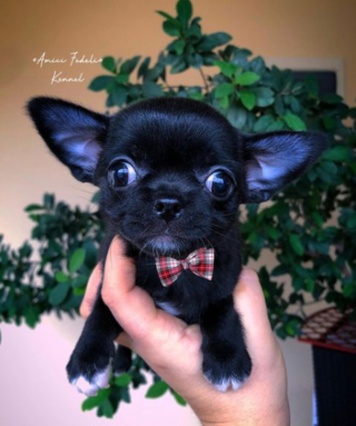 Illustration de l'article : 20 photos de chiens dont la petite taille est l'atout charme numéro un