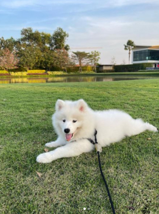 Illustration de l'article : 20 photos de chiens dont la petite taille est l'atout charme numéro un