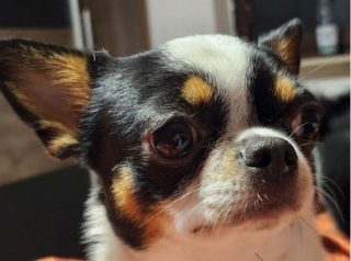 Illustration de l'article : 20 photos de chiens dont la petite taille est l'atout charme numéro un