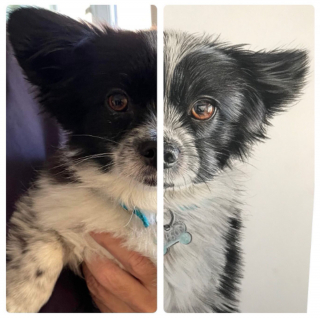 Illustration de l'article : 20 photos de chiens dont la petite taille est l'atout charme numéro un