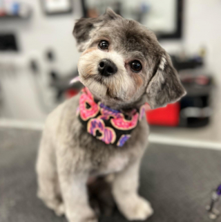 Illustration de l'article : 20 photos de chiens dont la petite taille est l'atout charme numéro un