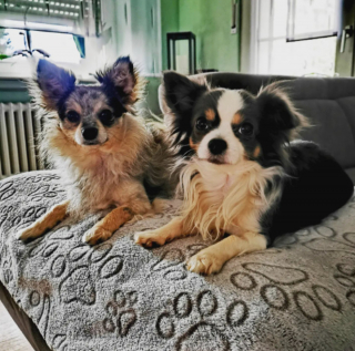 Illustration de l'article : 20 photos de chiens dont la petite taille est l'atout charme numéro un