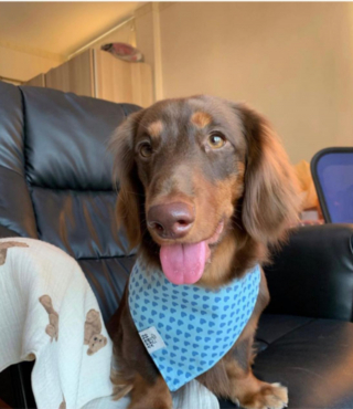 Illustration de l'article : 20 photos de chiens dont la petite taille est l'atout charme numéro un