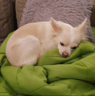 Illustration de l'article : 20 photos de chiens dont la petite taille est l'atout charme numéro un