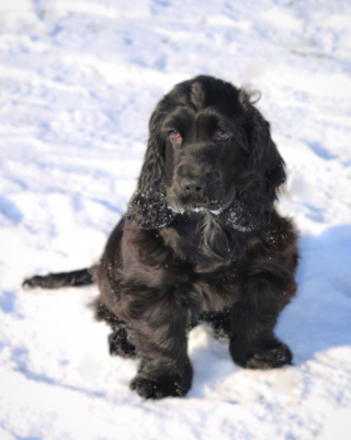 Illustration de l'article : 20 photos de chiens dont la petite taille est l'atout charme numéro un