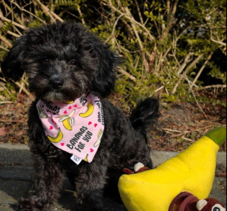 Illustration de l'article : 20 photos de chiens dont la petite taille est l'atout charme numéro un