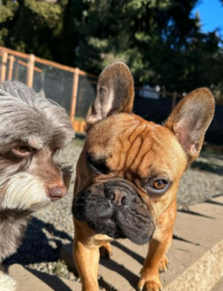 Illustration de l'article : 20 photos de chiens dont la petite taille est l'atout charme numéro un