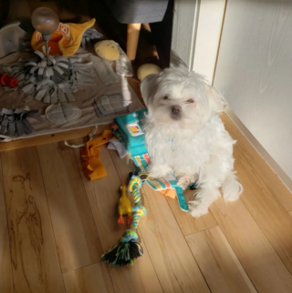 Illustration de l'article : 20 photos de chiens dont la petite taille est l'atout charme numéro un