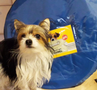 Illustration de l'article : 20 photos de chiens dont la petite taille est l'atout charme numéro un