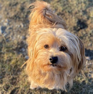 Illustration de l'article : 20 photos de chiens dont la petite taille est l'atout charme numéro un