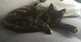 Illustration de l'article : "Tout est possible, ne désespérez pas" : coup de chance pour une chatte et une famille qui ne s'étaient plus revues depuis 5 ans