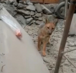 Illustration de l'article : Ils voulaient un chien pour leur fille et se retrouvent avec un tout autre canidé semant la terreur dans le quartier