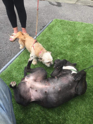 Illustration de l'article : Personne ne voulait de cette chienne étiquetée comme "dangereuse", pas même les refuges, jusqu'à l'intervention d'une association