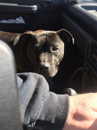 Illustration de l'article : Personne ne voulait de cette chienne étiquetée comme "dangereuse", pas même les refuges, jusqu'à l'intervention d'une association