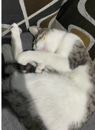 Illustration de l'article : Elle découvre un chat dans sa chambre d'hôtel et décide de tout faire pour qu'il ait la vie qu'il mérite