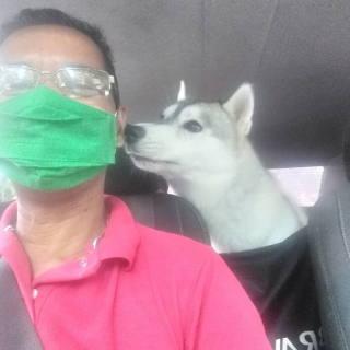 Illustration de l'article : 20 photos faisant découvrir la joyeuse clientèle d'un taxi pour animaux de compagnie