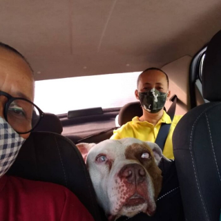 Illustration de l'article : 20 photos faisant découvrir la joyeuse clientèle d'un taxi pour animaux de compagnie