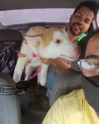 Illustration de l'article : 20 photos faisant découvrir la joyeuse clientèle d'un taxi pour animaux de compagnie