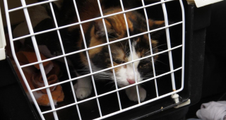 Illustration de l'article : Mobilisation réussie pour sauver une chatte piégée dans une situation périlleuse