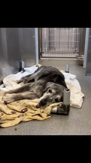 Illustration de l'article : Abandonnée à l’âge de 19 ans, cette chienne connaît une nouvelle jeunesse grâce à 2 colocataires qui lui font vivre ses rêves