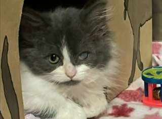 Illustration de l'article : L'histoire touchante de Merritt, un chaton rescapé d'une colonie sauvage et opéré grâce à la générosité des donateurs