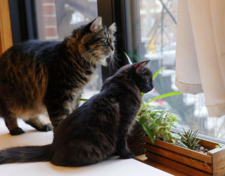 Illustration de l'article : Ce chaton s’est métamorphosé après avoir été retrouvé caché sous un tas de feuilles mortes